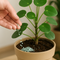 Fertilizantes para plantas