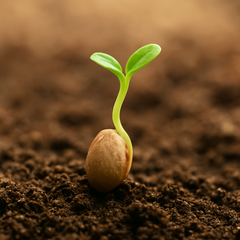 Collection image for: Semillas para germinar