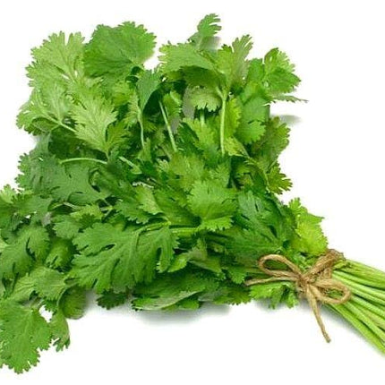 Semillas De Cilantro Marroqui, con instrucciones de uso y miles de semillas listas para plantar