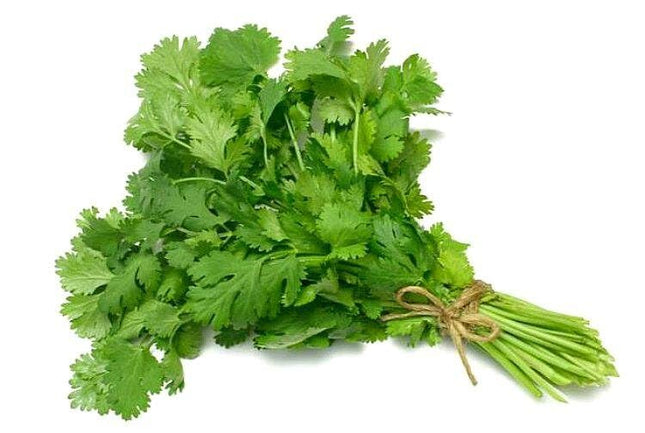 Semillas De Cilantro Marroqui, con instrucciones de uso y miles de semillas listas para plantar