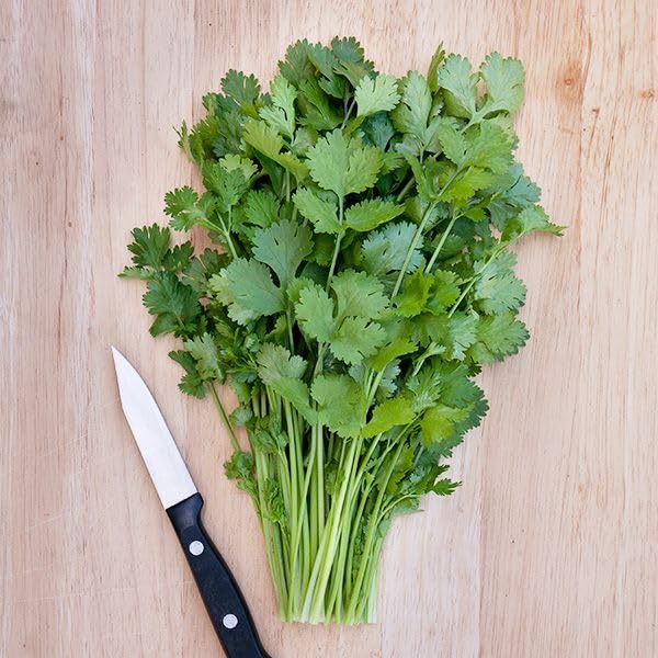 Semillas De Cilantro Marroqui, con instrucciones de uso y miles de semillas listas para plantar
