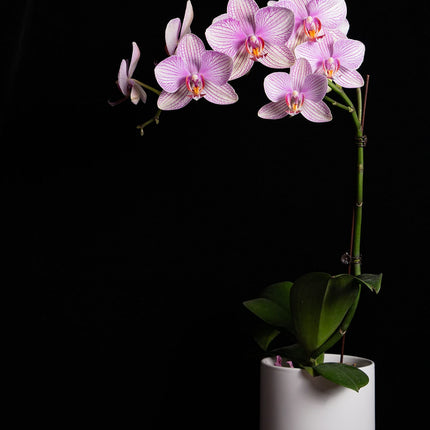 Sustrato para orquideas - Corteza de Pino 1Kg