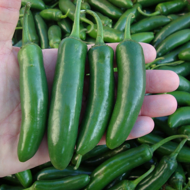 500 Semillas de Chile Serrano, ya preparadas y listas para plantar de alta germinacion