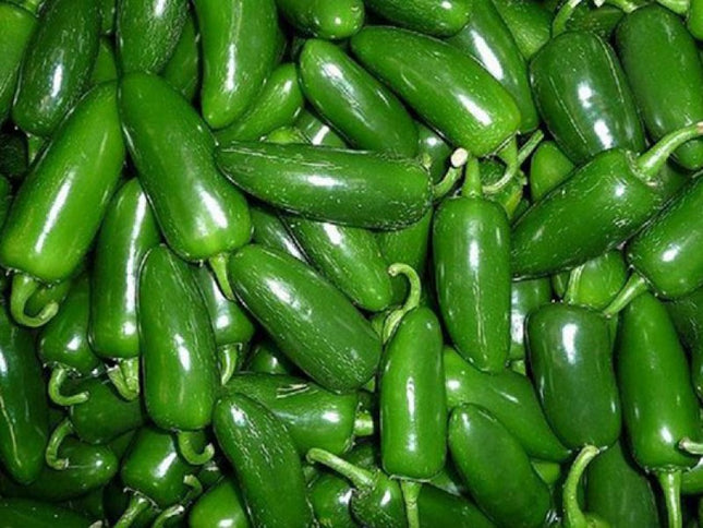 Semillas de chile jalapeño para cultivar, con picor excelente contenido: 113g ó 1/4 libra, con más de 20,000 semillas